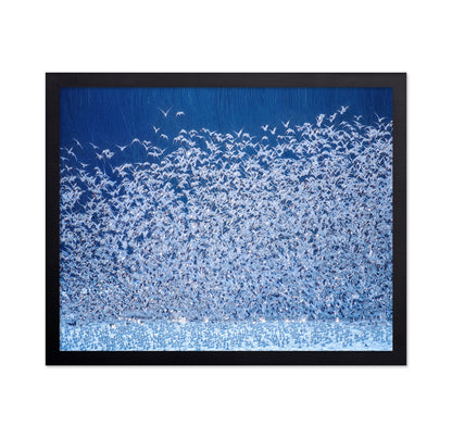 Snow Geese Migration