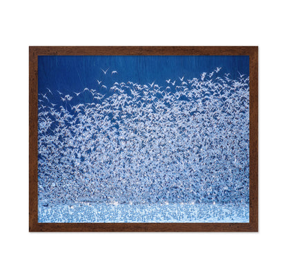 Snow Geese Migration