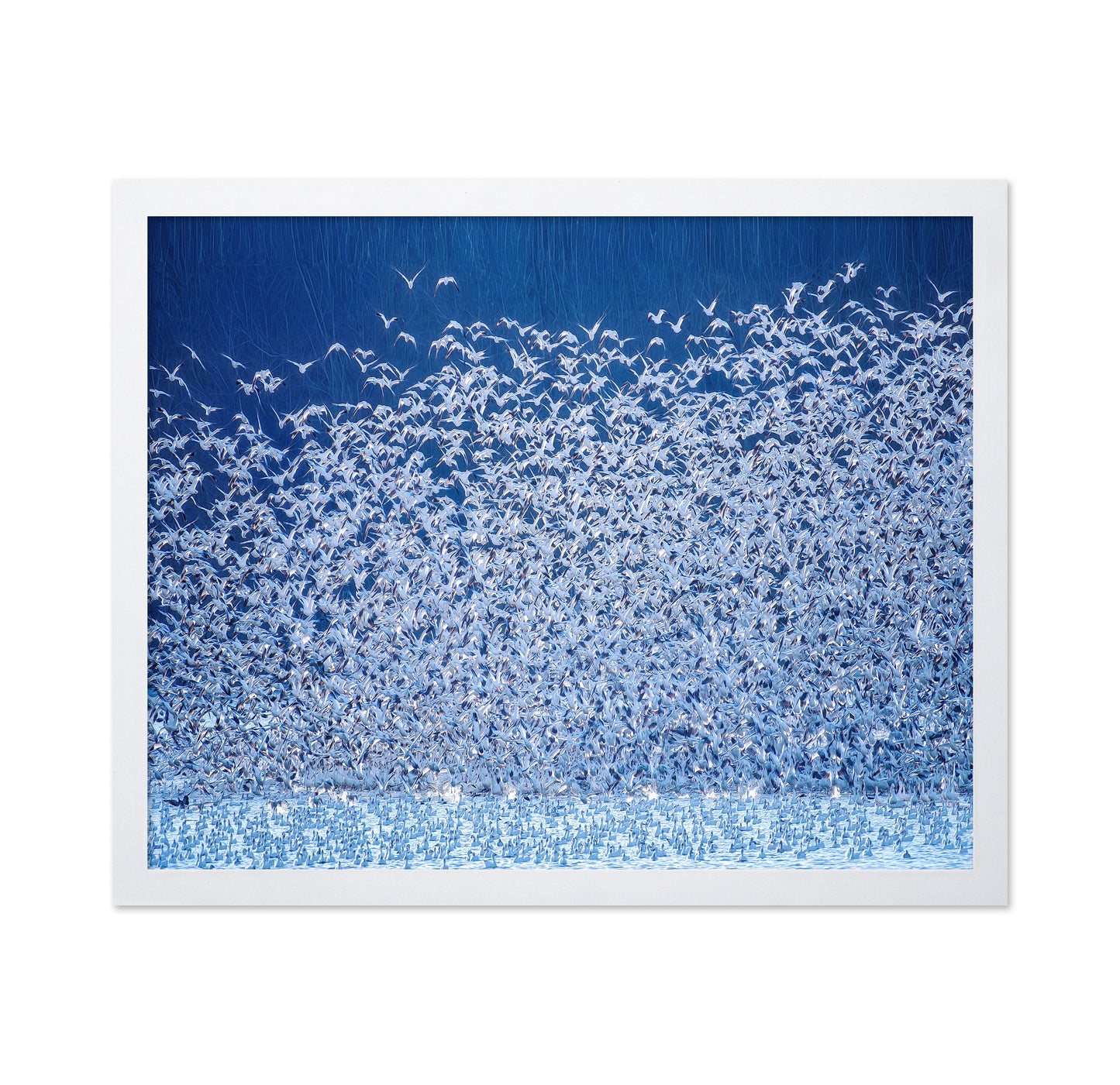 Snow Geese Migration