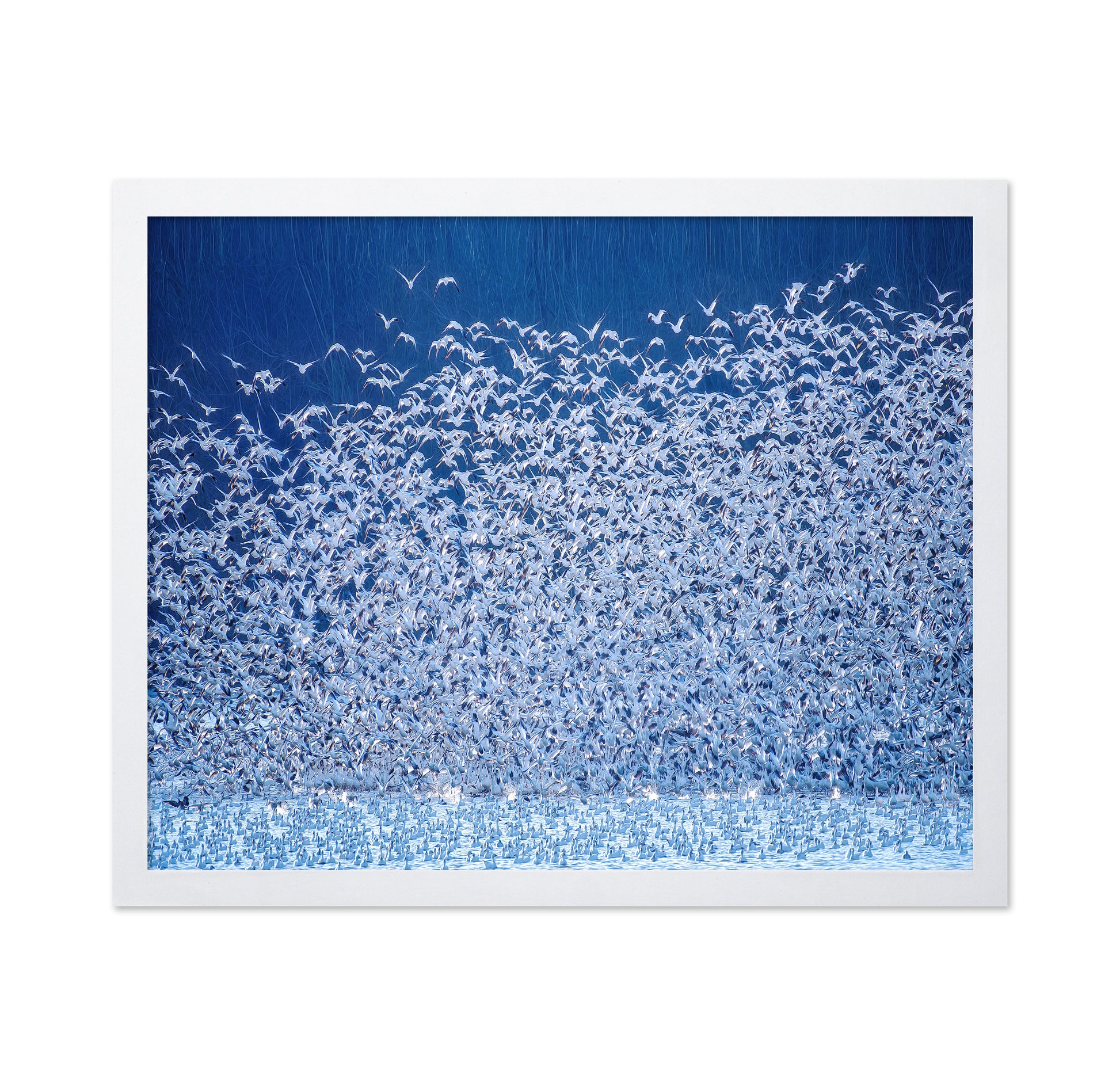 Snow Geese Migration