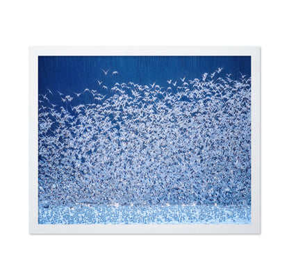 Snow Geese Migration