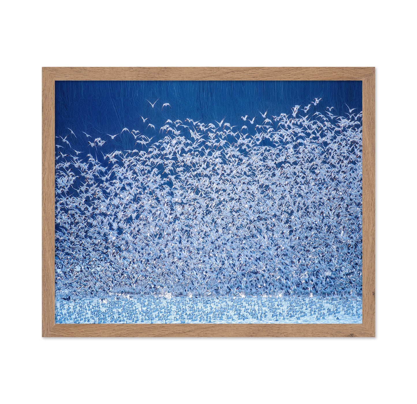 Snow Geese Migration
