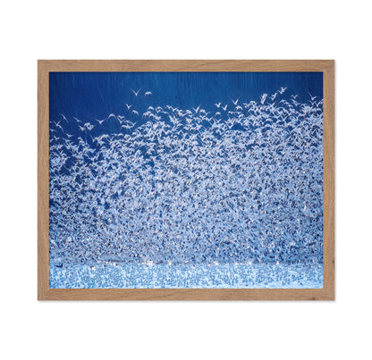 Snow Geese Migration