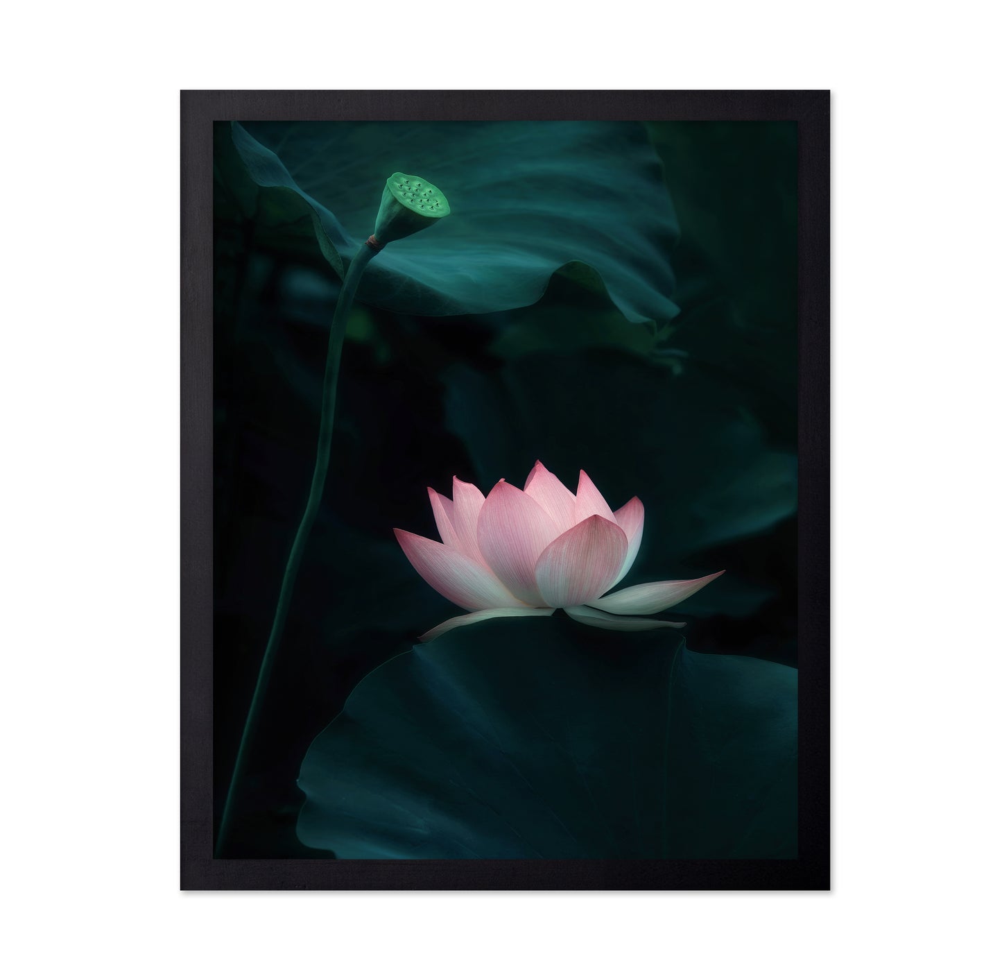 Lotus Flower