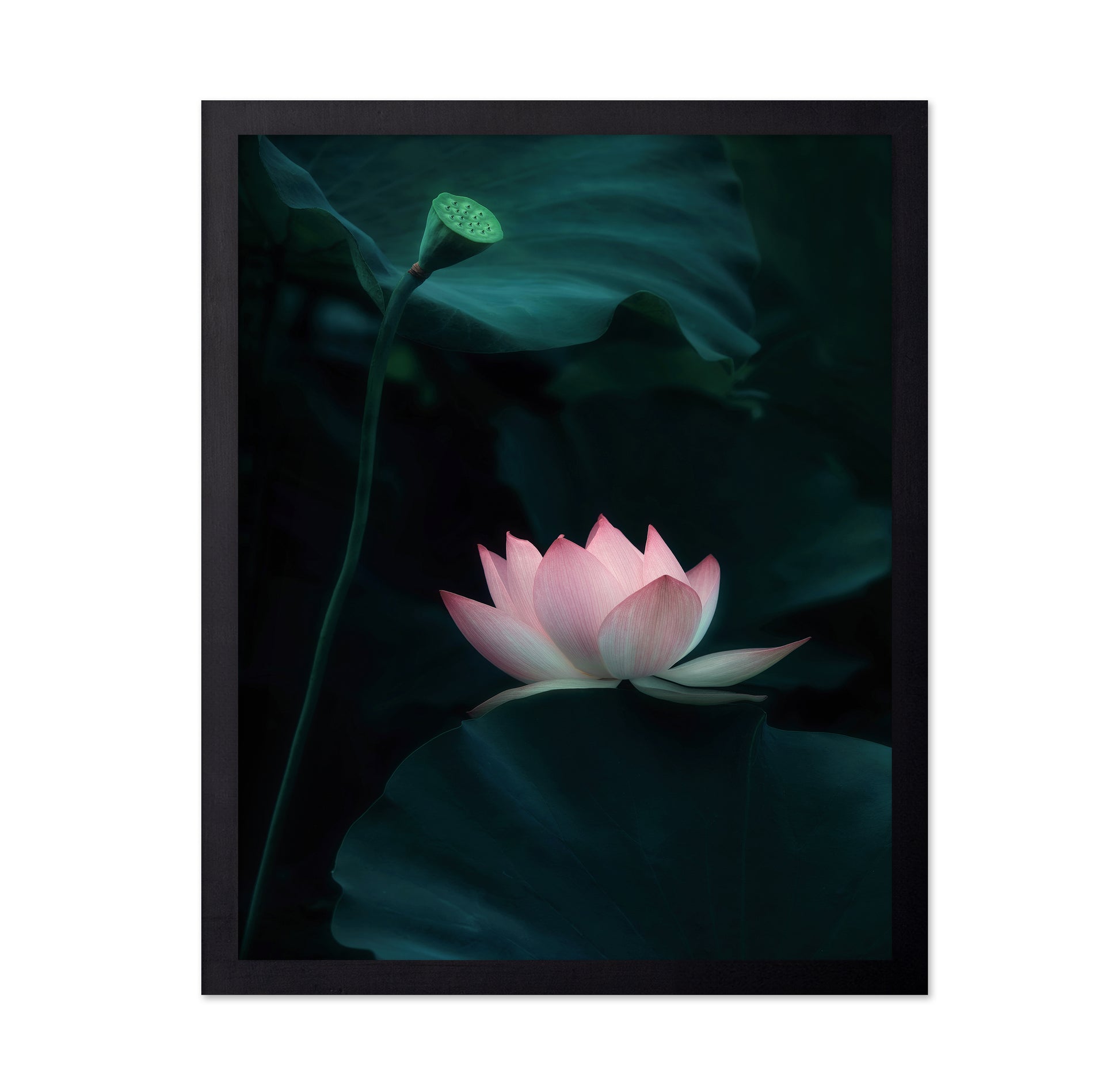 Lotus Flower