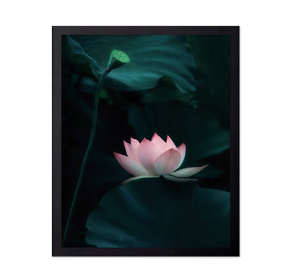 Lotus Flower