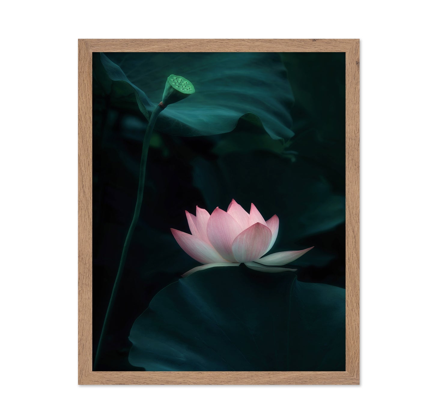 Lotus Flower