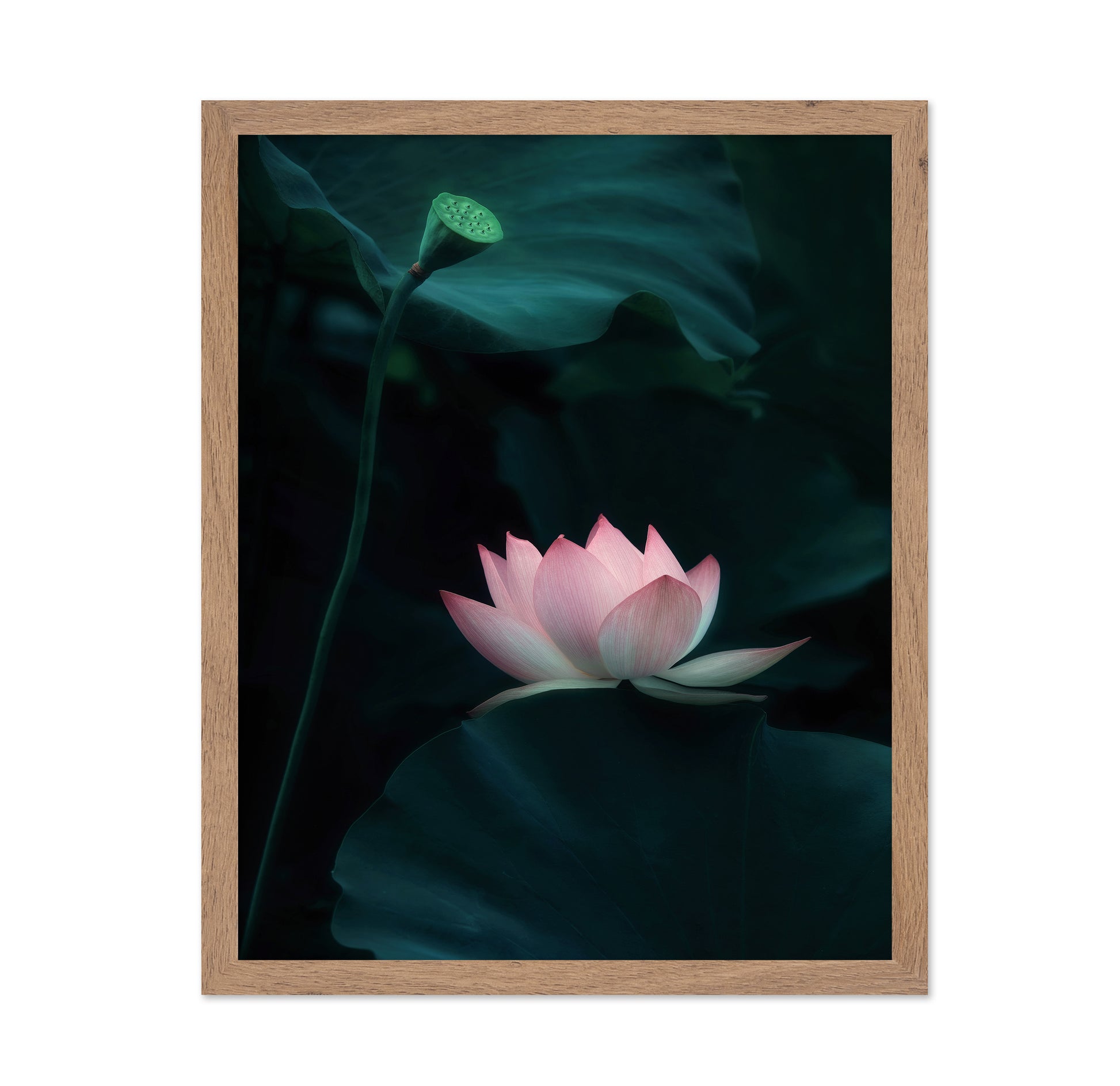 Lotus Flower