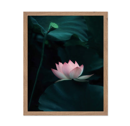Lotus Flower