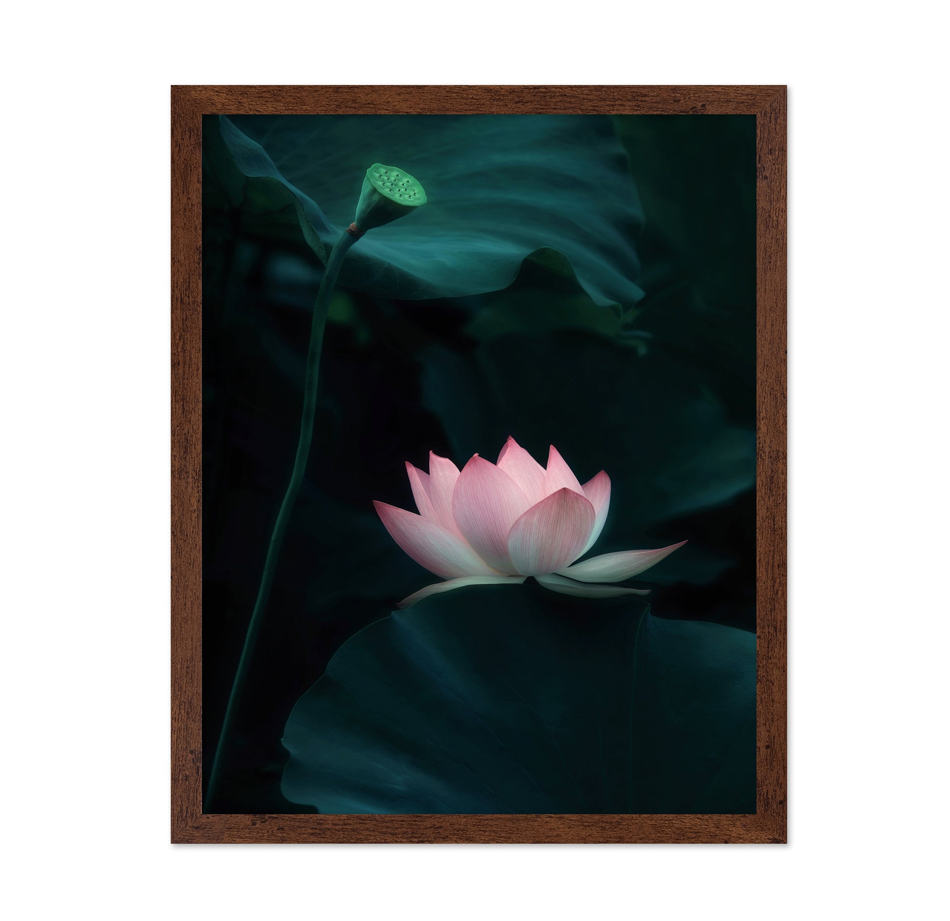 Lotus Flower