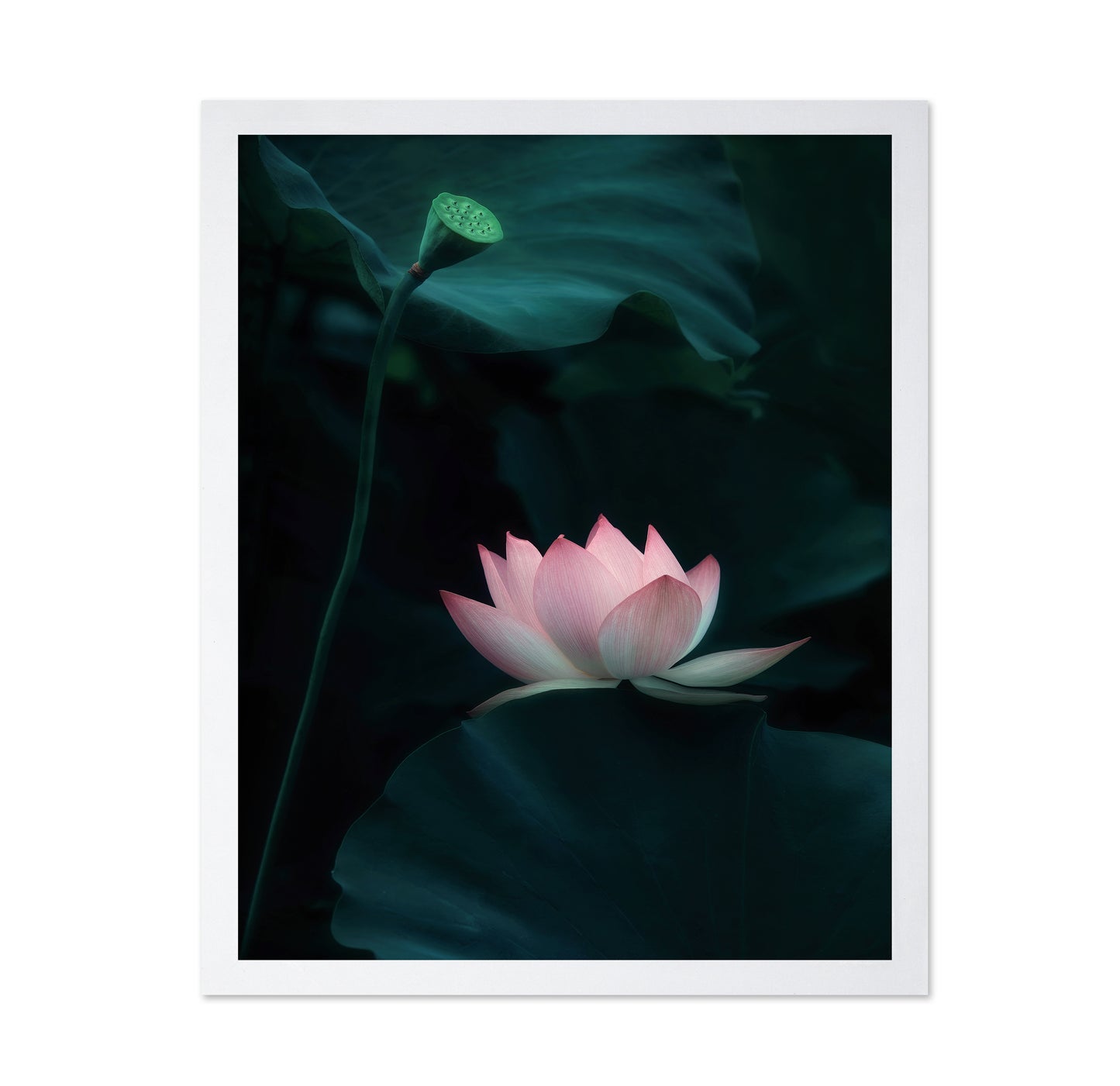 Lotus Flower