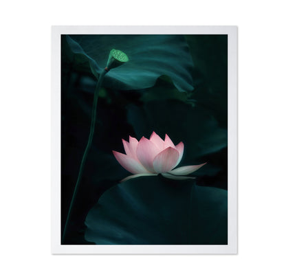 Lotus Flower