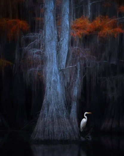 Caddo Lake No 1