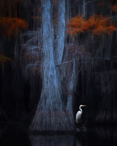 Caddo Lake No 1