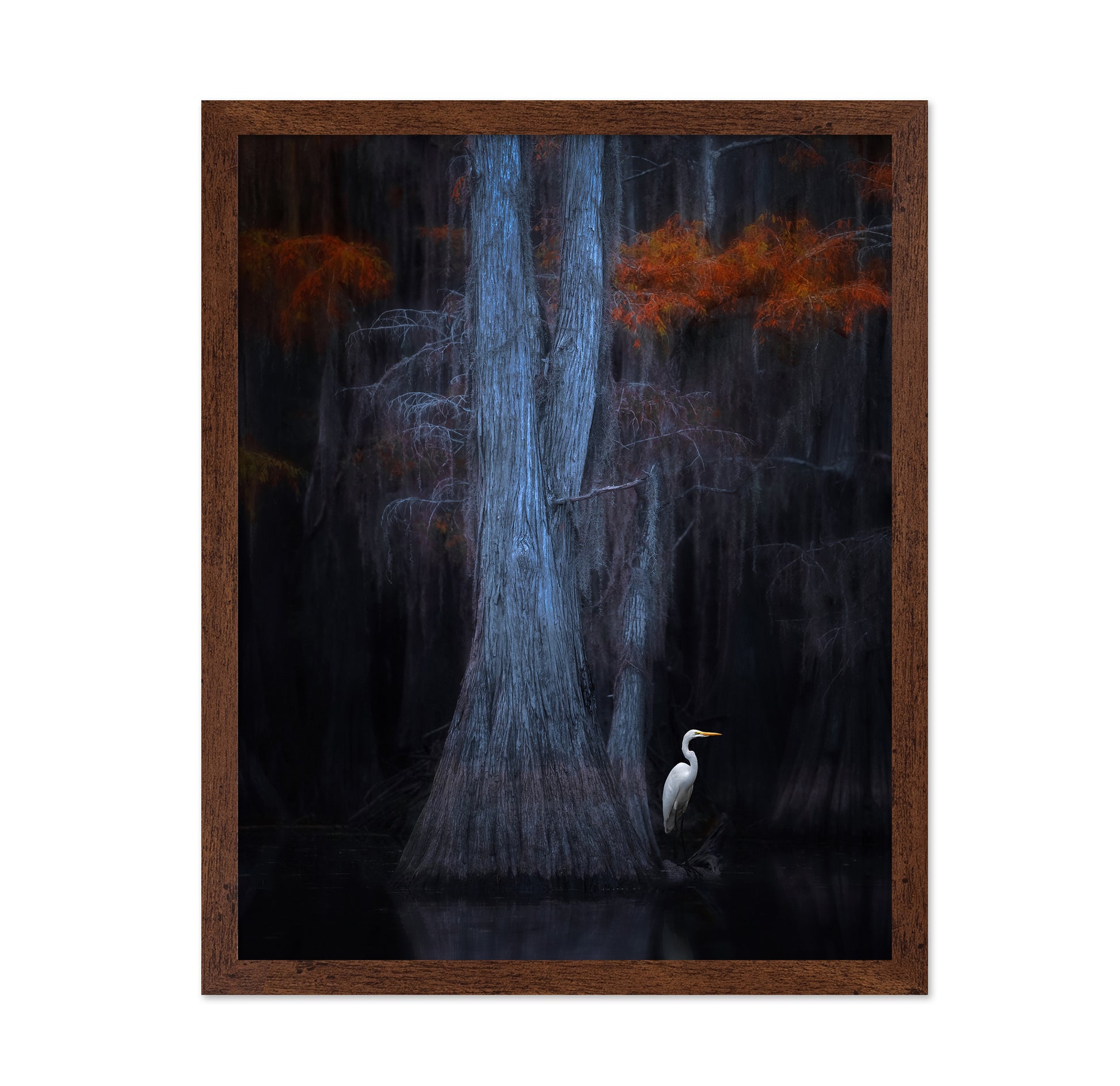 Caddo Lake No 1