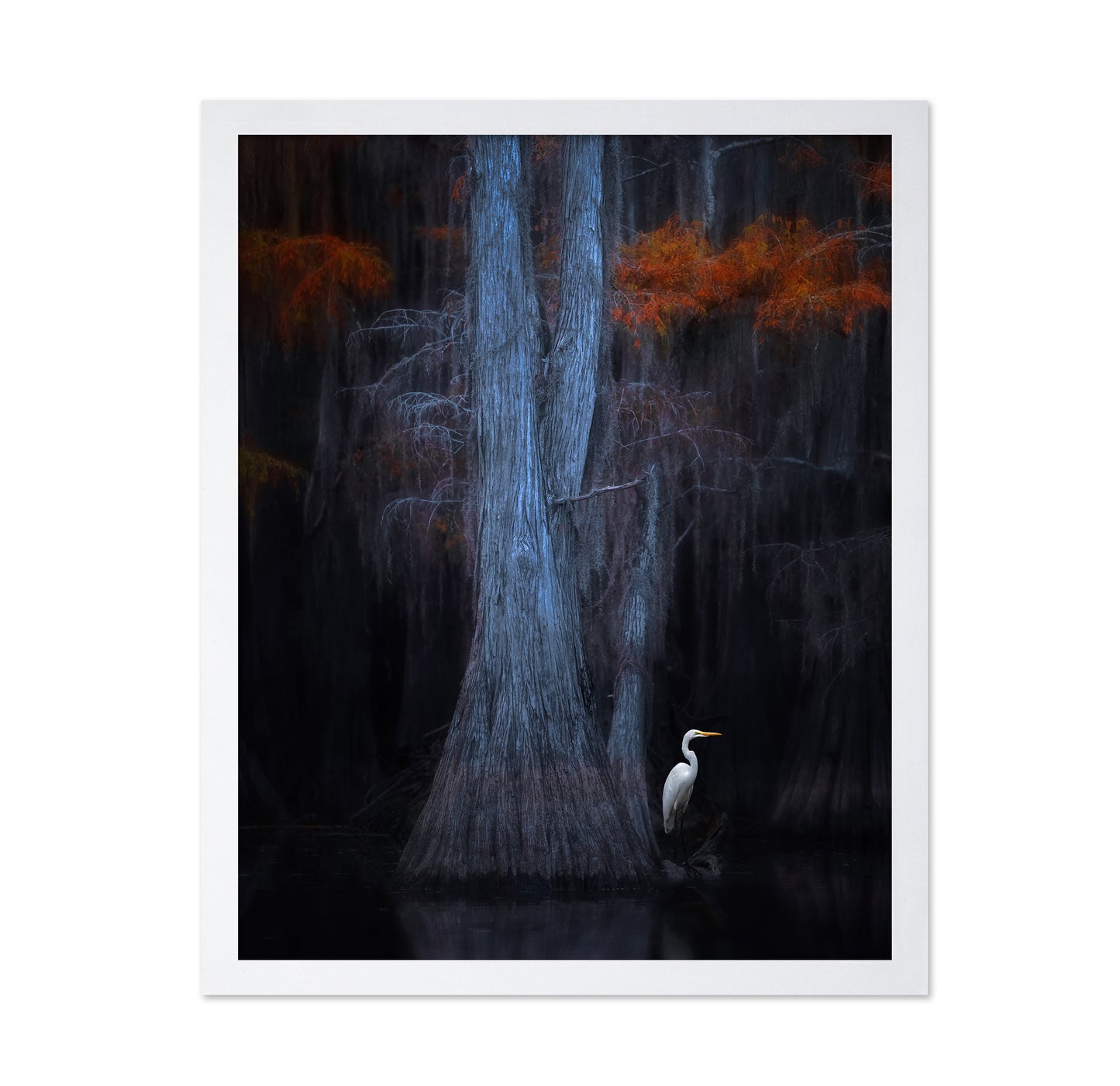 Caddo Lake No 1