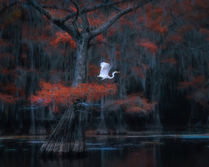 Caddo Lake No 2