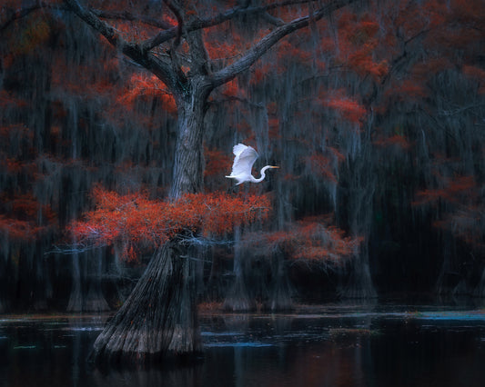 Caddo Lake No 2