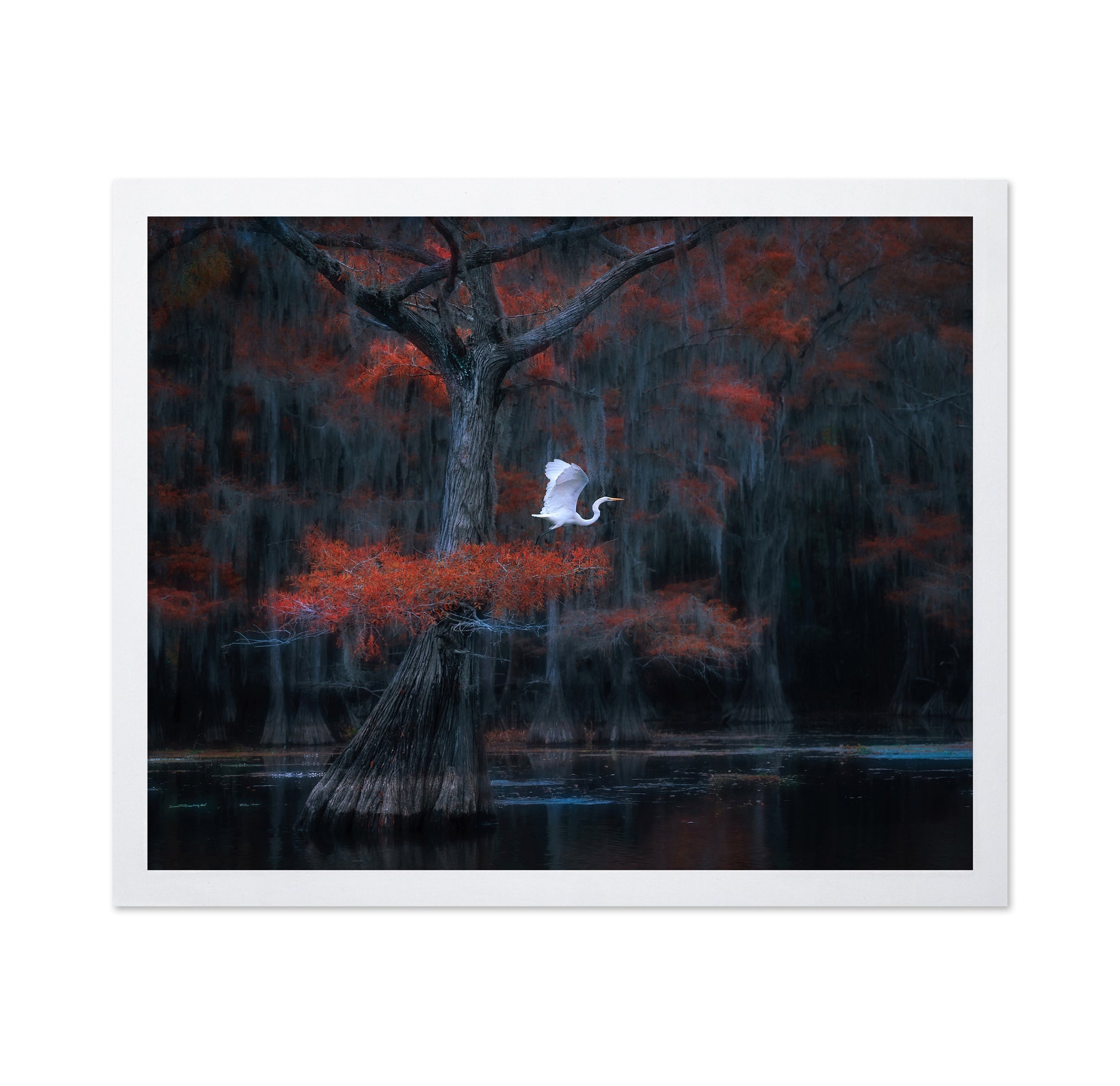 Caddo Lake No 2