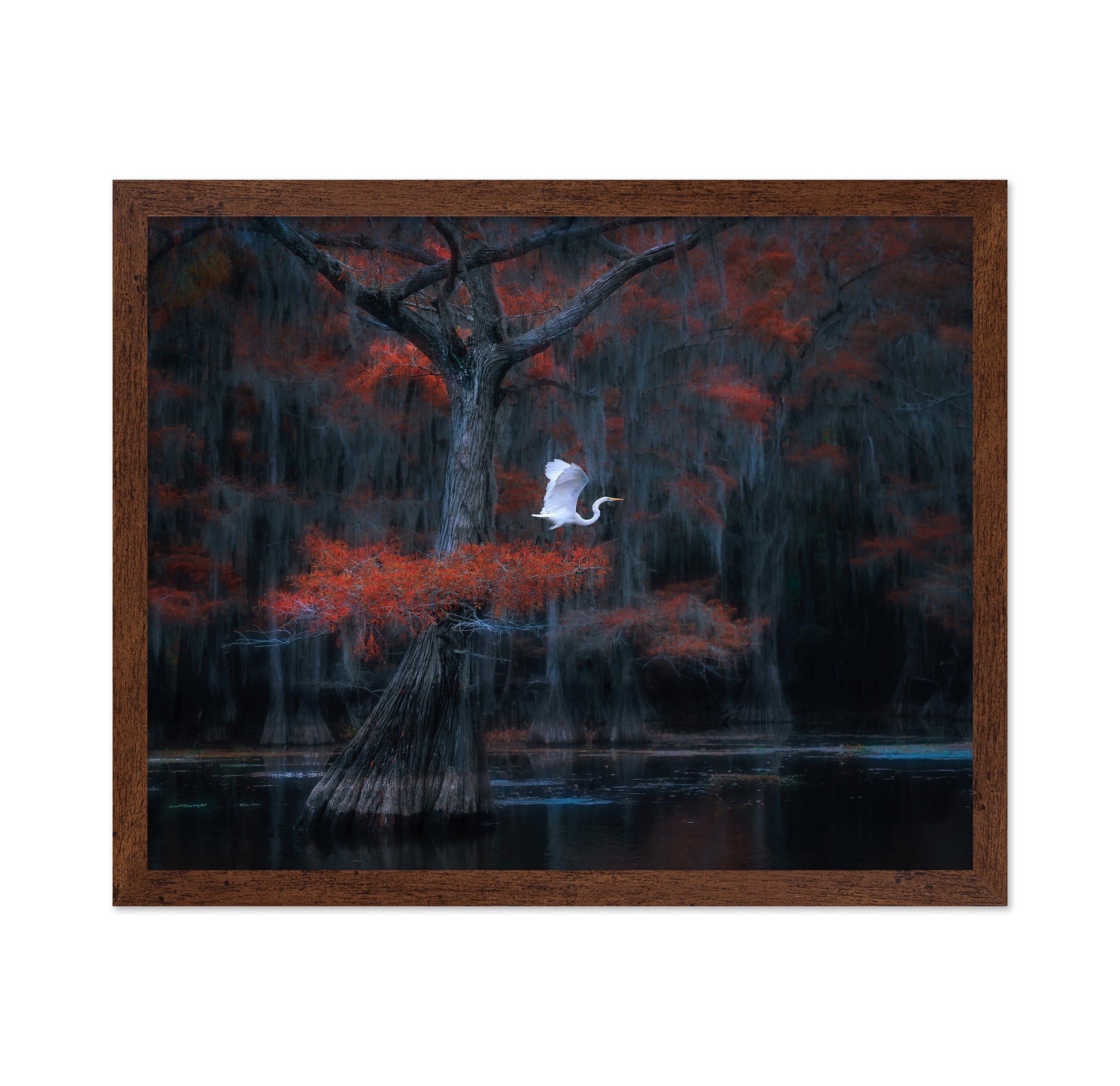 Caddo Lake No 2