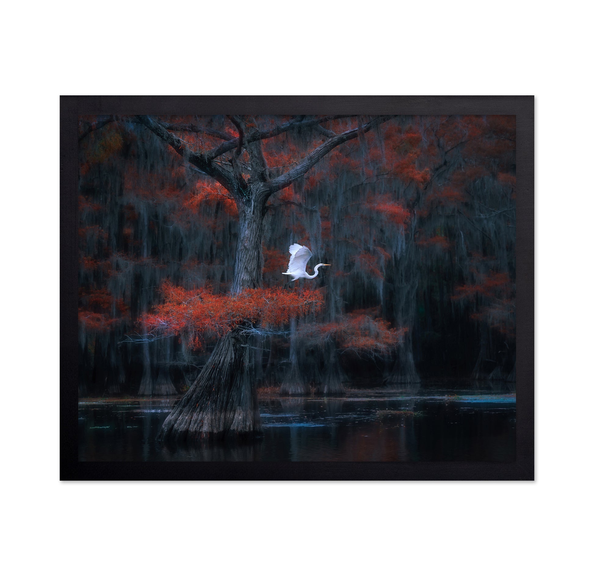 Caddo Lake No 2