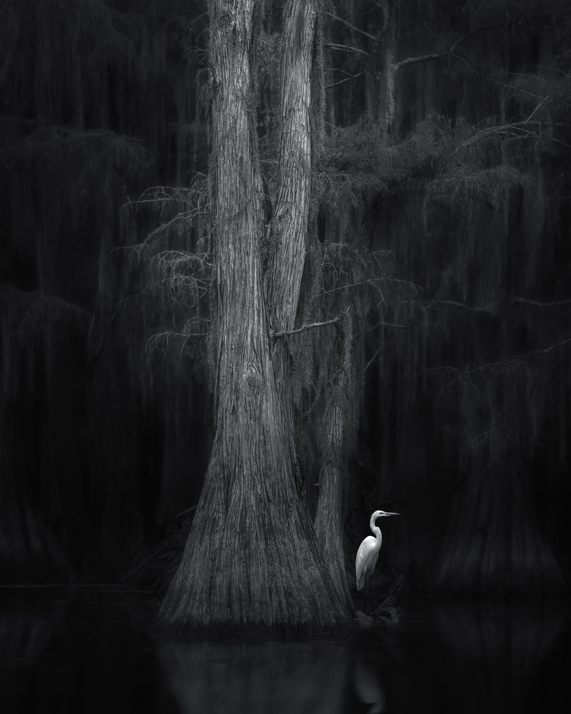 Caddo Lake No 3
