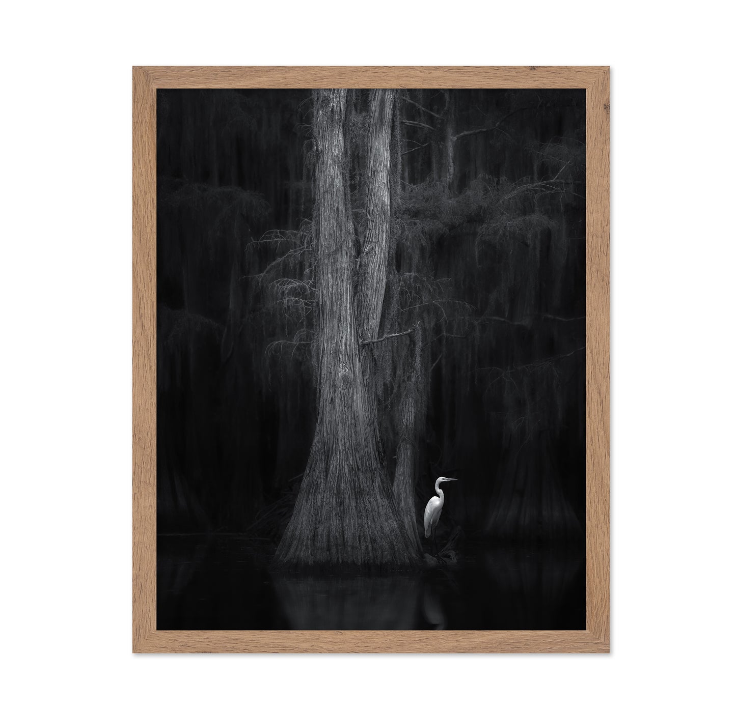 Caddo Lake No 3