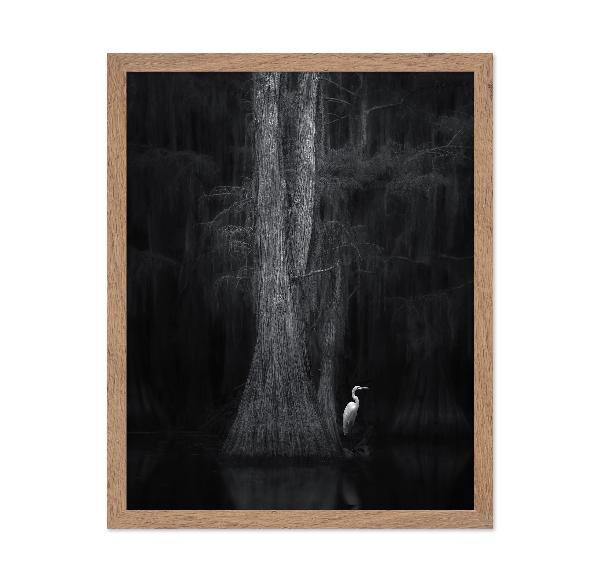 Caddo Lake No 3