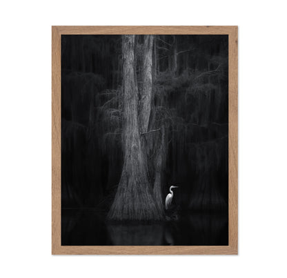Caddo Lake No 3