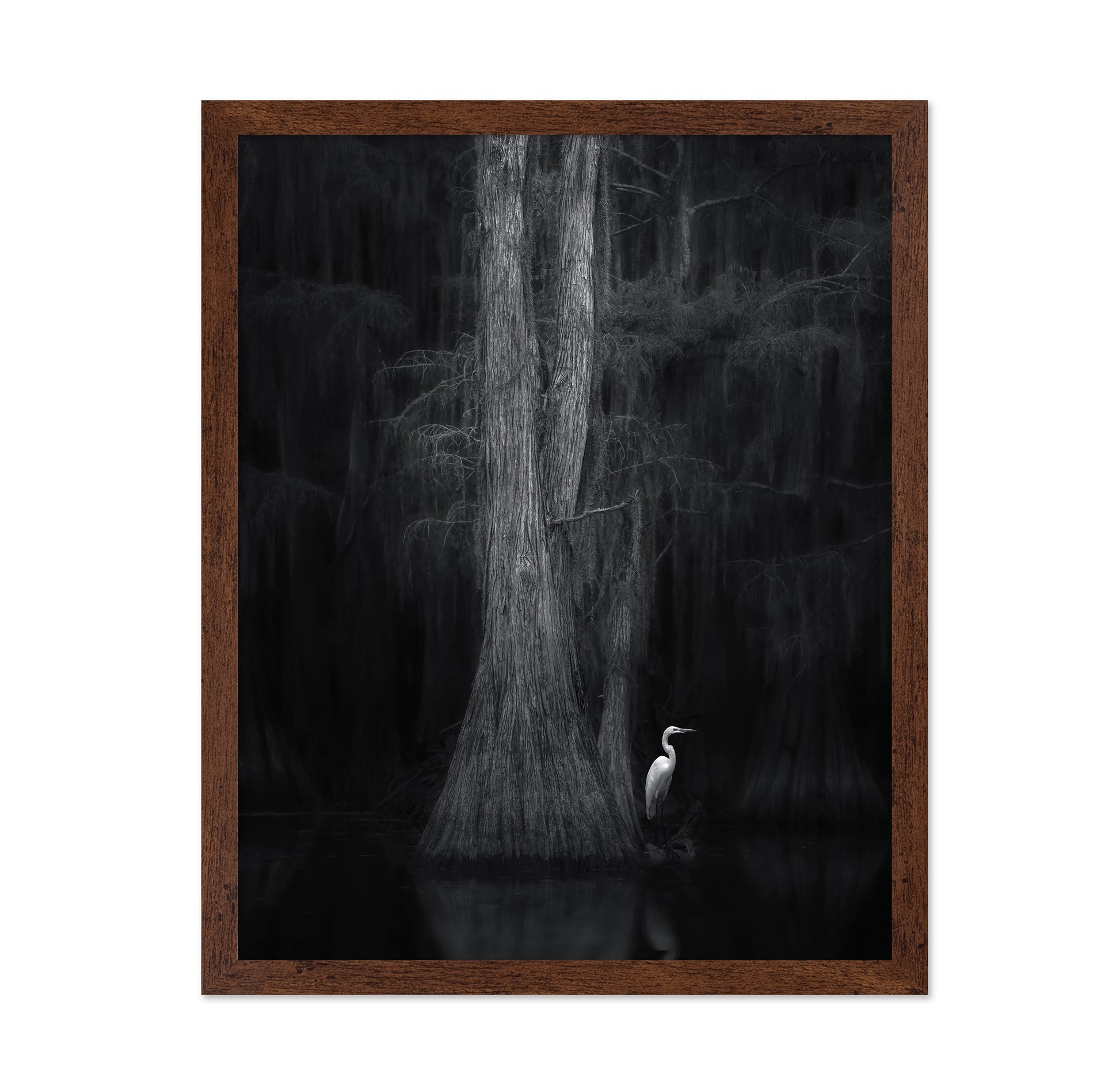 Caddo Lake No 3