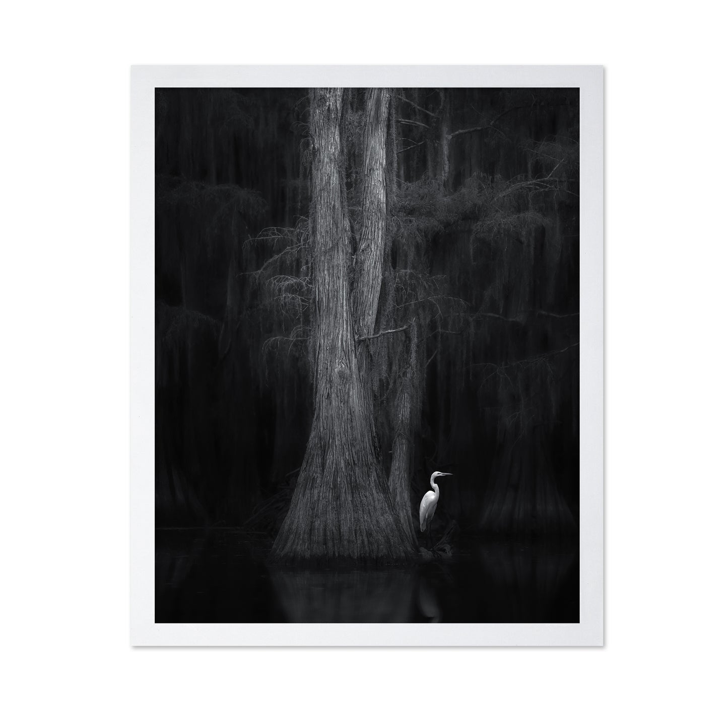 Caddo Lake No 3