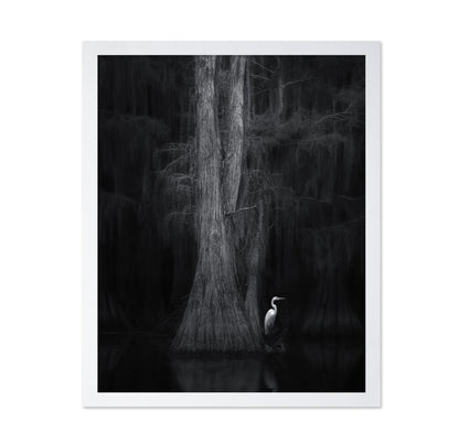 Caddo Lake No 3