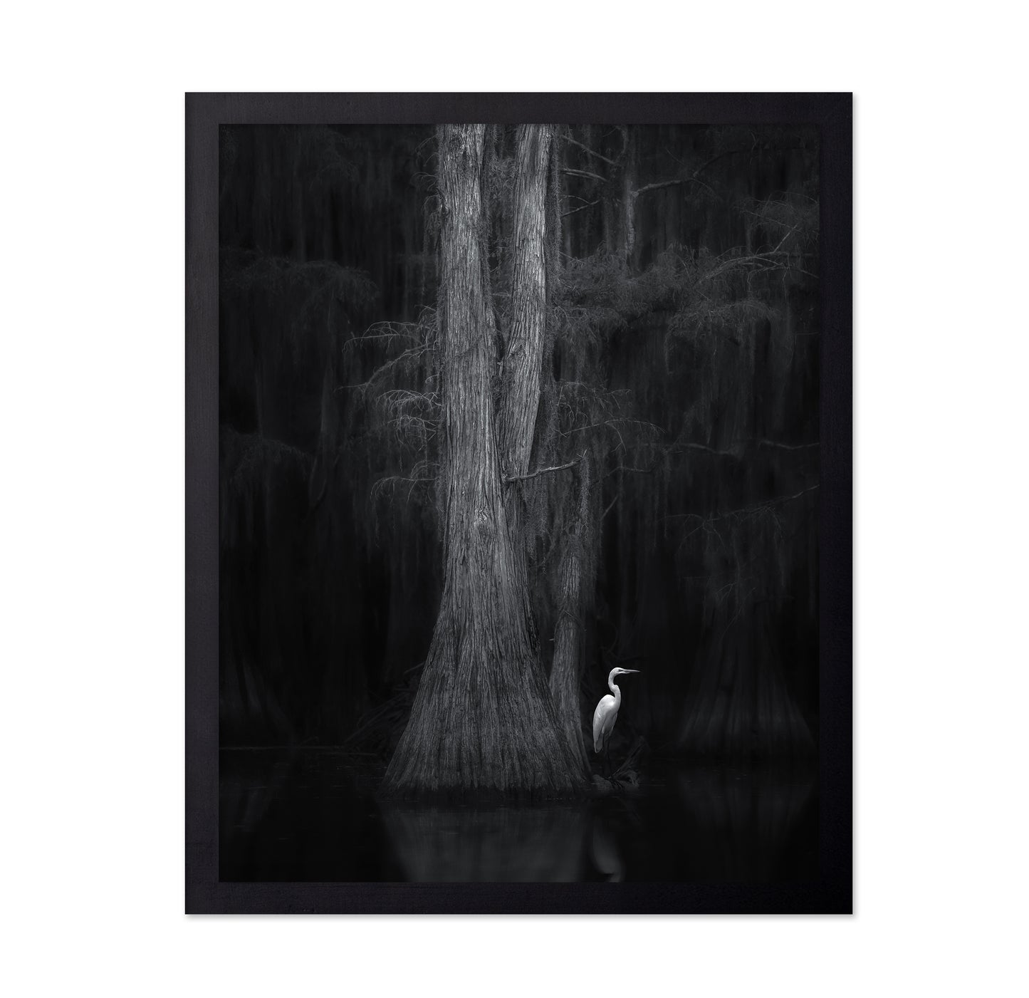 Caddo Lake No 3