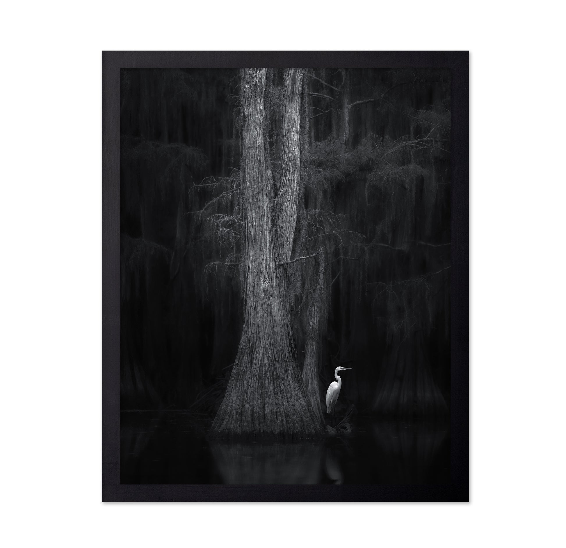 Caddo Lake No 3