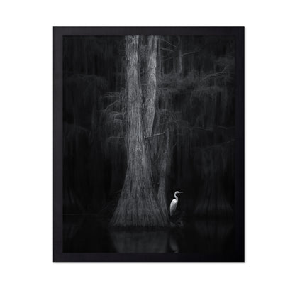 Caddo Lake No 3