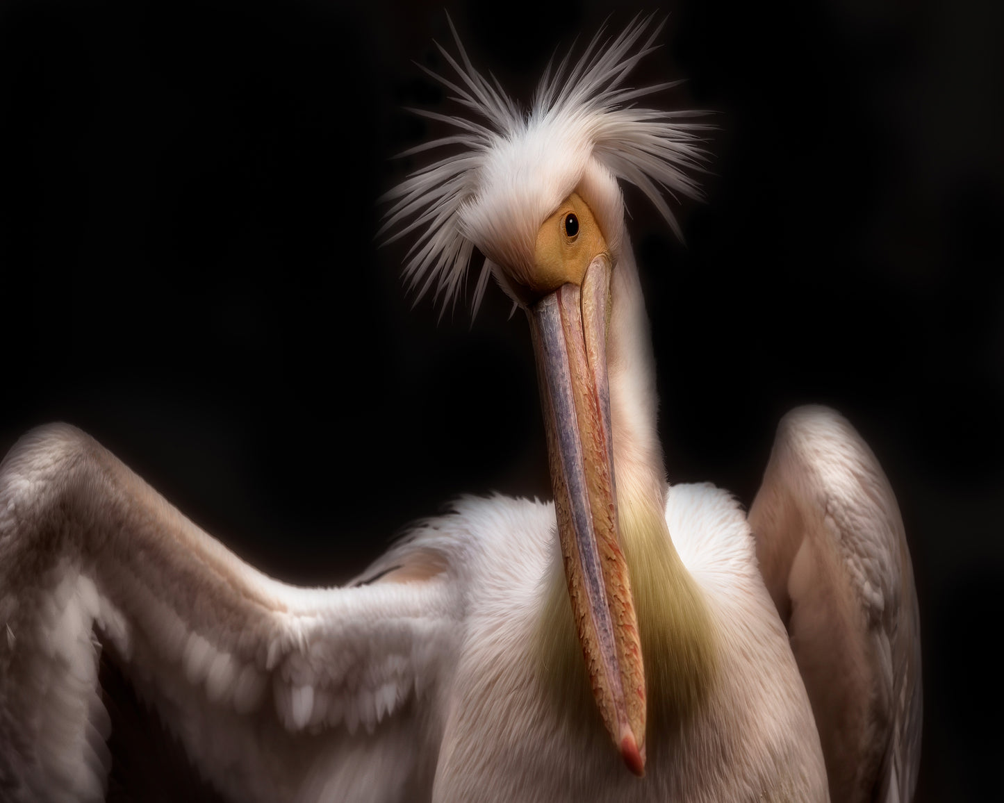 Pelican's Portrait