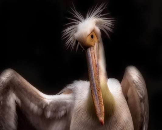 Pelican's Portrait