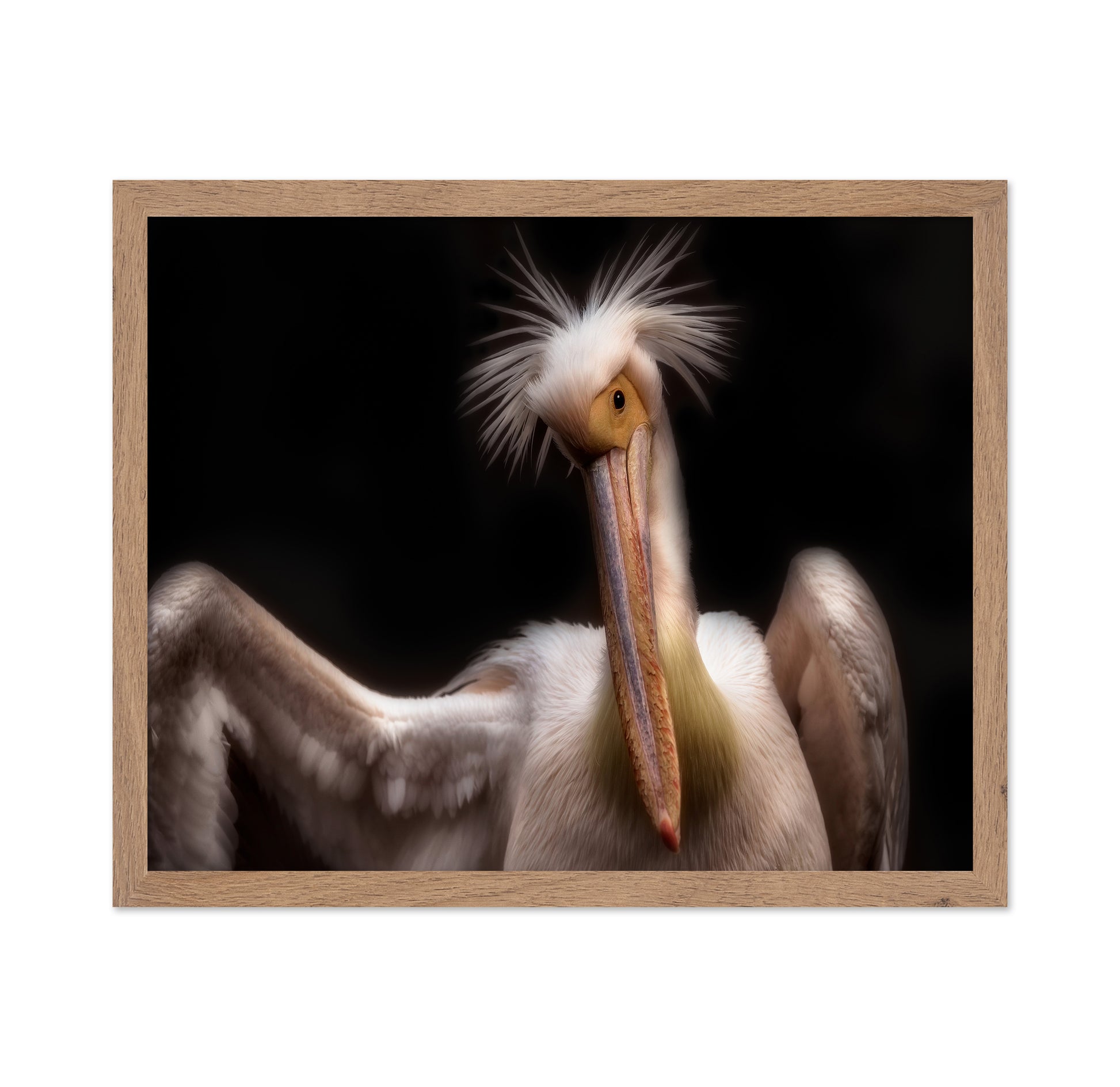 Pelican's Portrait