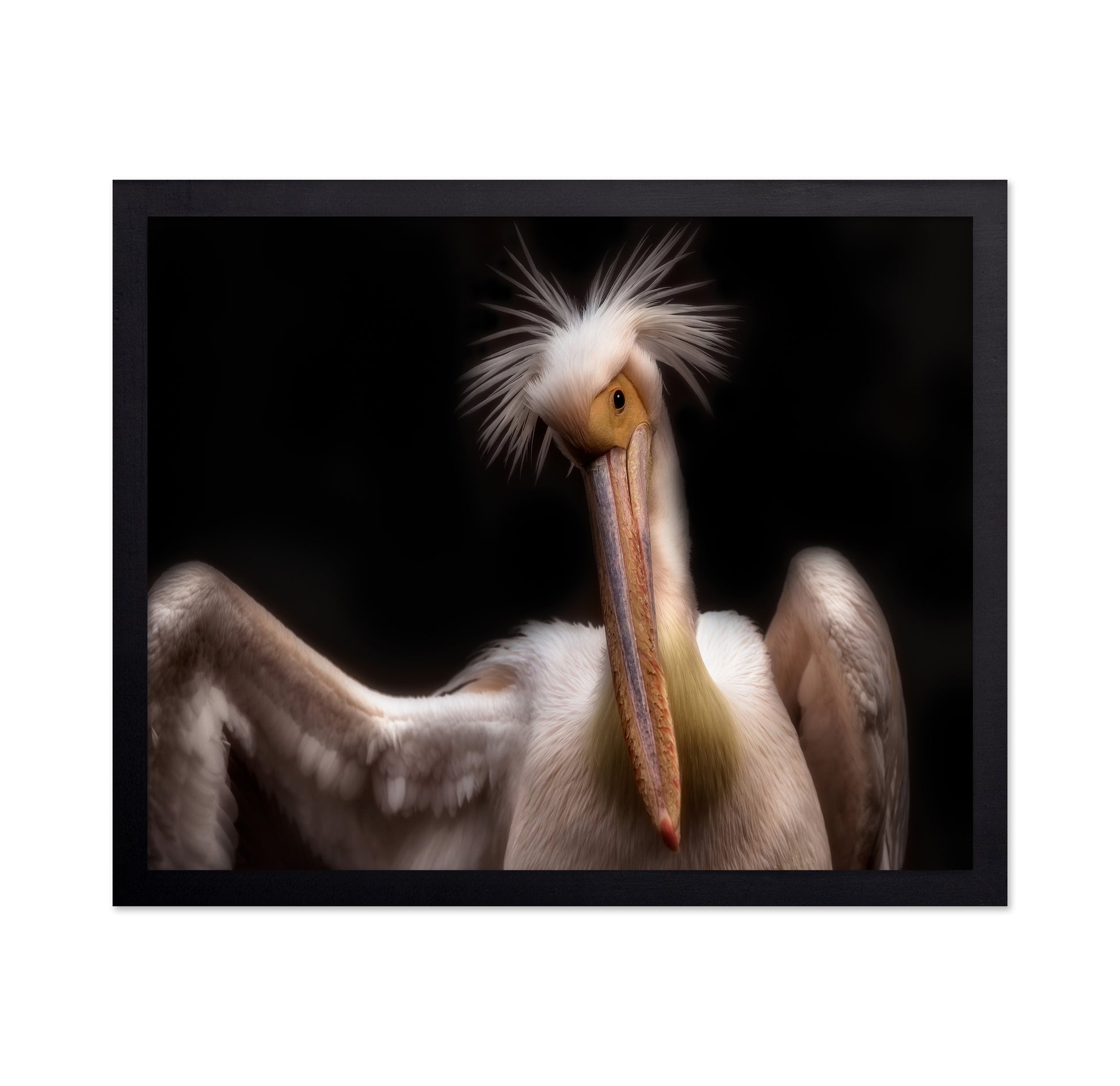 Pelican's Portrait