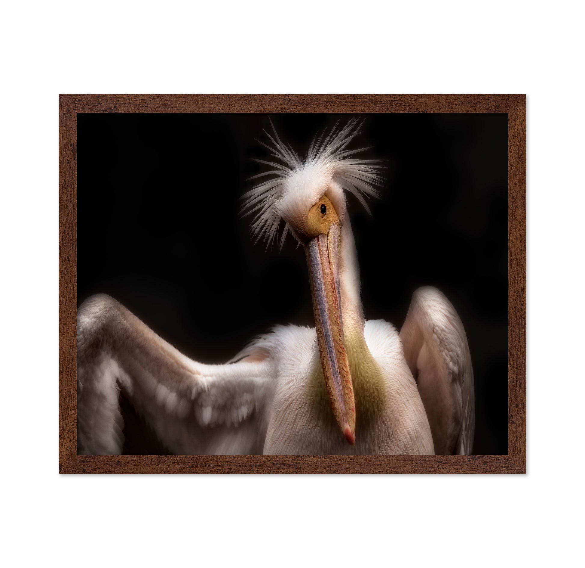Pelican's Portrait