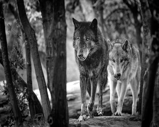 Walking Wolves