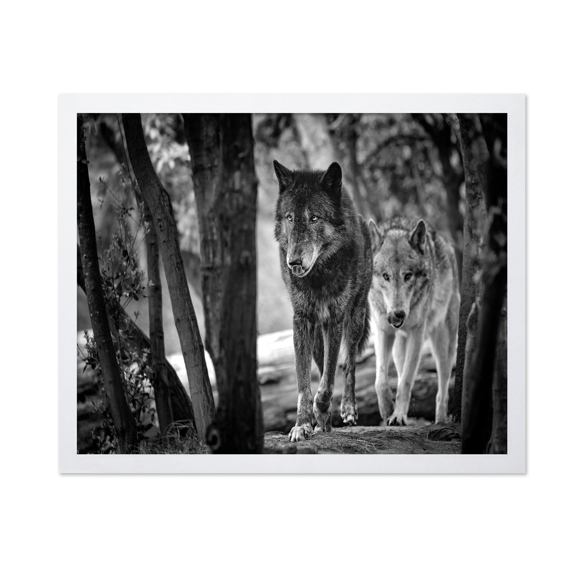 Walking Wolves