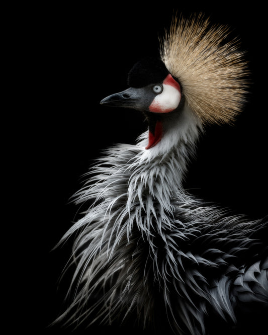 Crowned Crane's Portrait