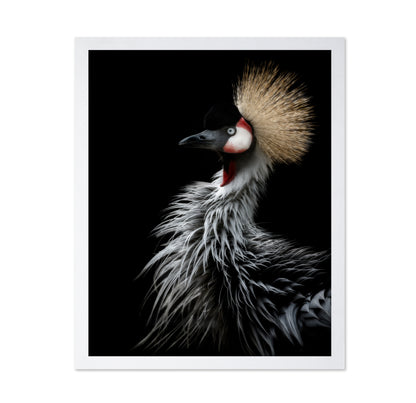 Crowned Crane's Portrait