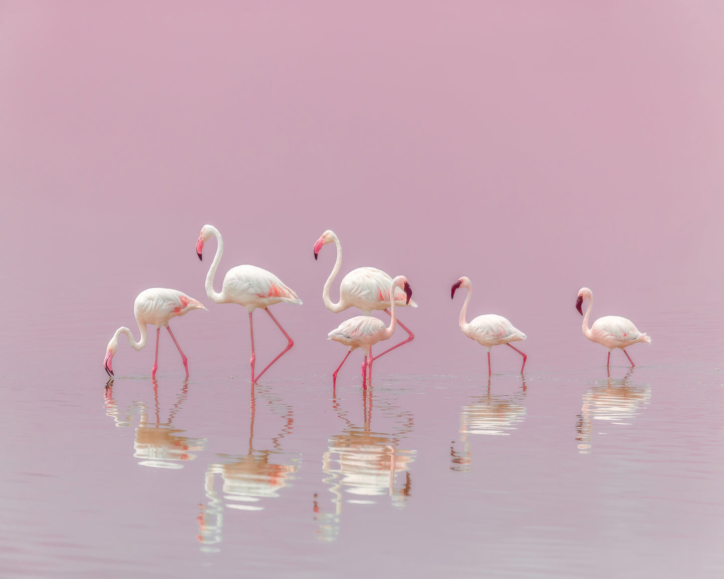 Flamingos