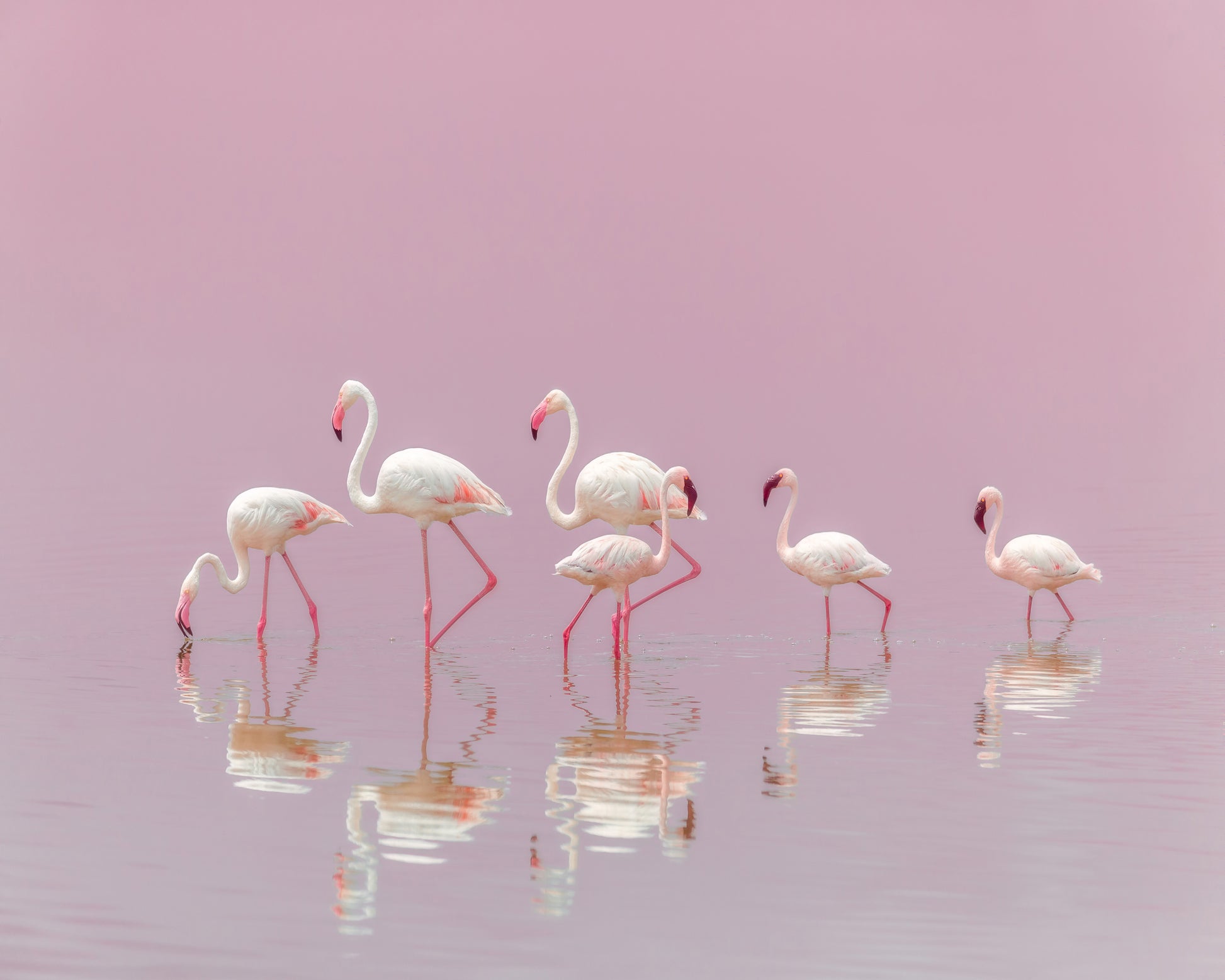Flamingos