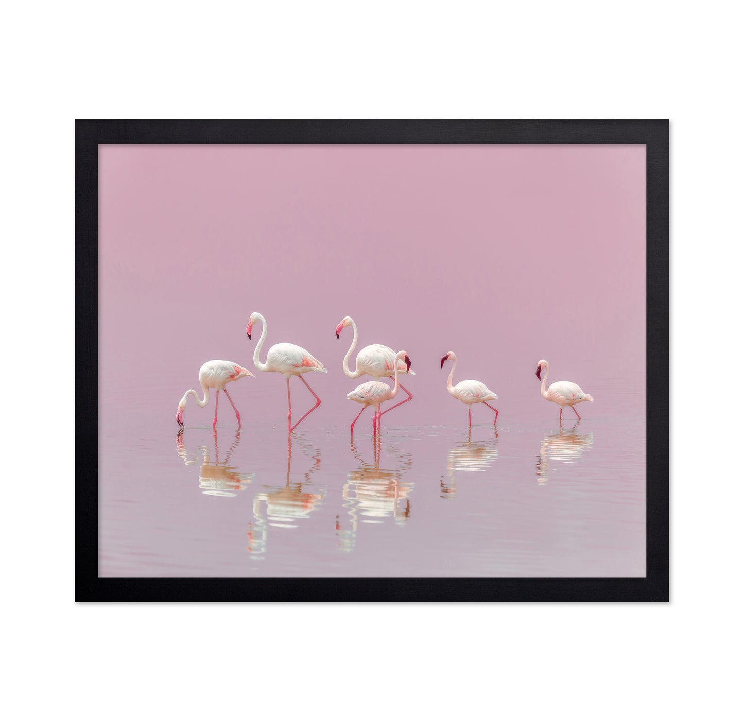 Flamingos