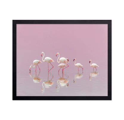 Flamingos