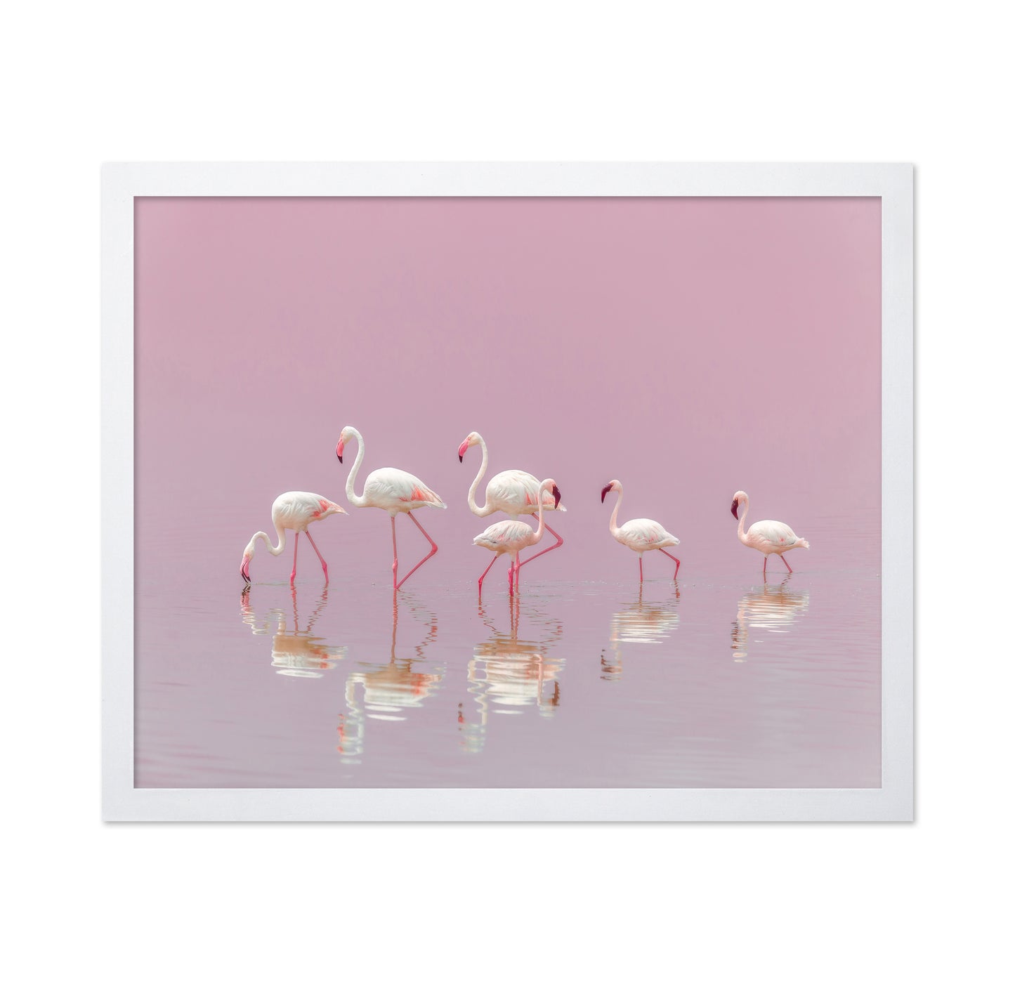 Flamingos