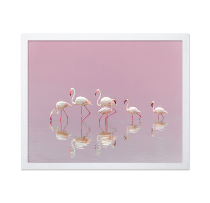 Flamingos